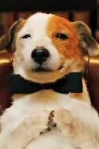 Pancho, el perro millonario